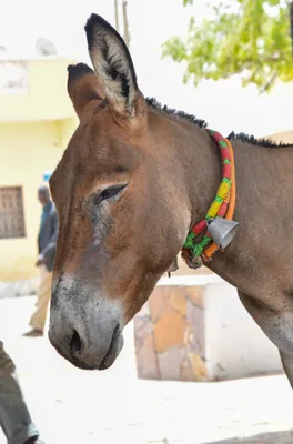 Left untreated, Fyaz’s ulcer could have scarred his eyeball, leading to permanent blindness in his left eye.