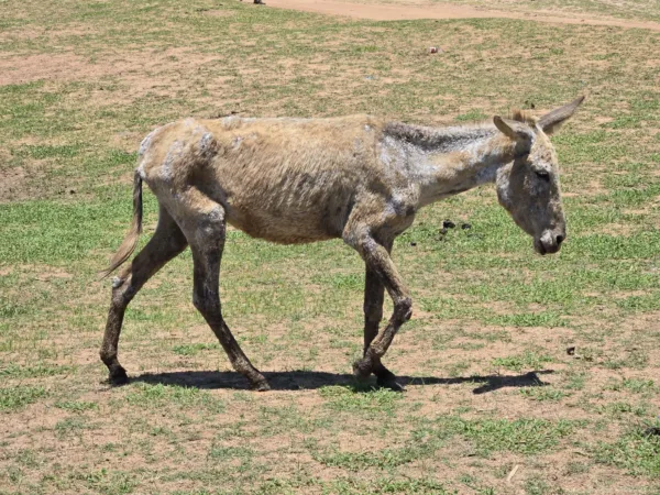 Very thin donkey with patches of hair missing