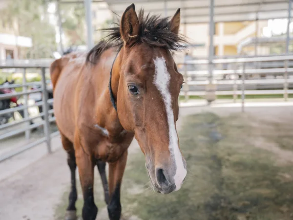 Brown horse in the Bishoftu centre in Ethiopia