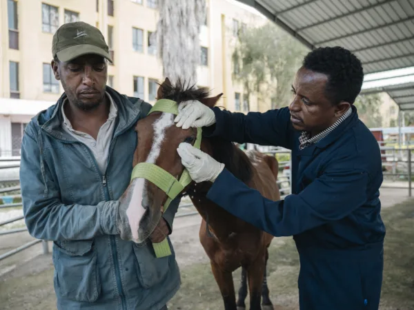 Brown horse having its eye treated by a vet