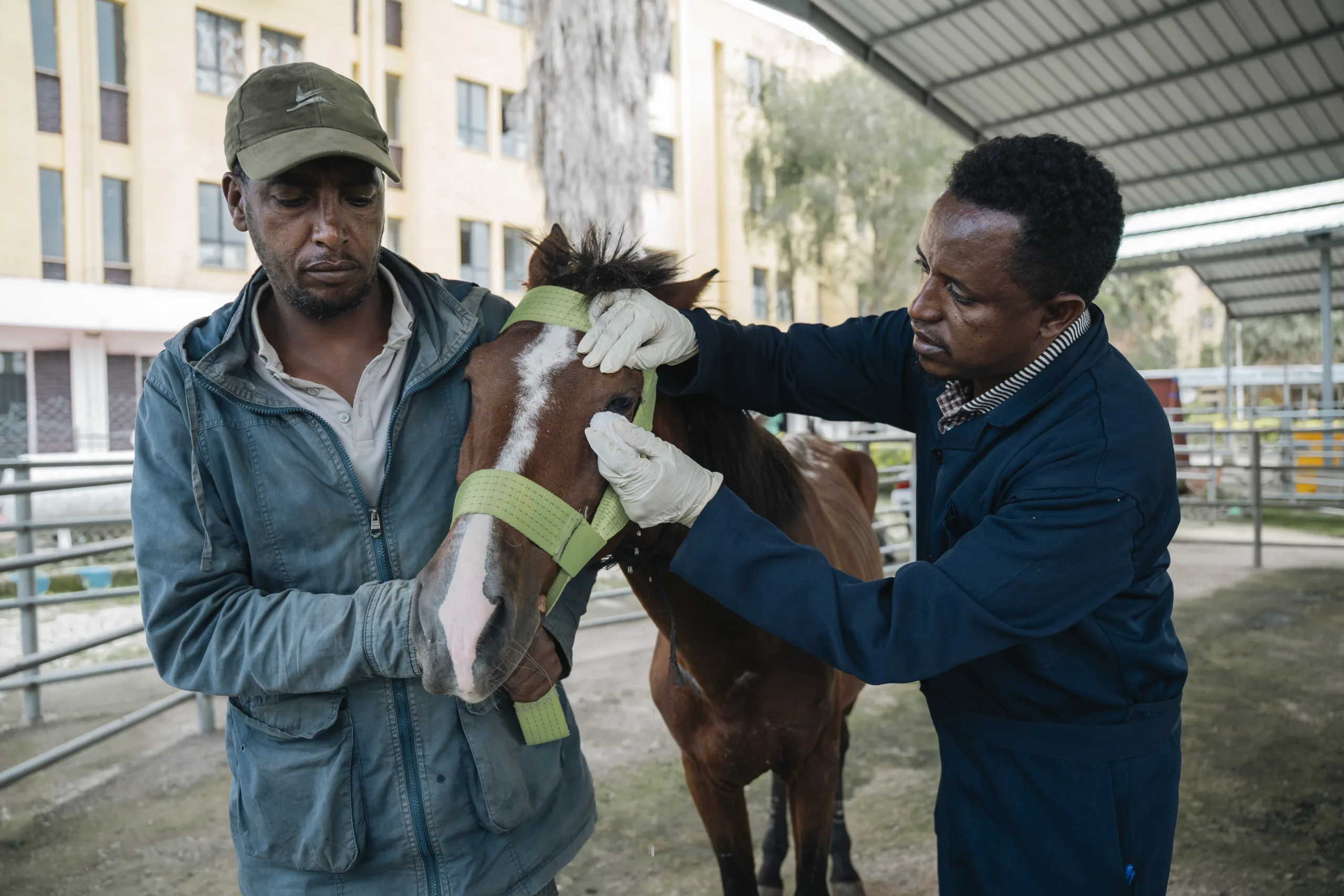 Brown horse having its eye treated by a vet