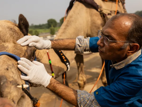 Dr Abhinav Swami examines a camel at a mobile clinic run by Help in Suffering in Tonk, Rajasthan, India.