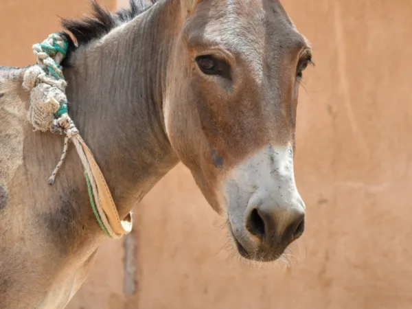 Nawran the donkey had overgrown hooves