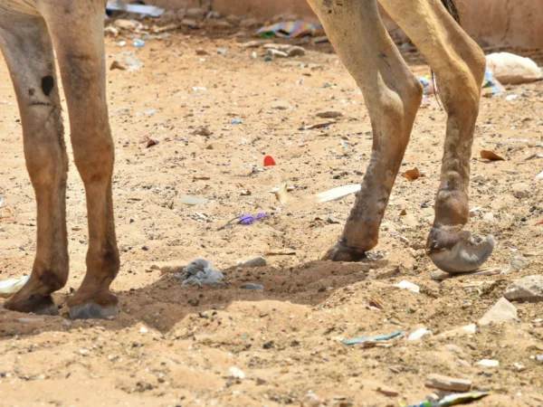 Donkey's hooves grow continuously, so need regular farriery treatment.