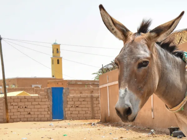 Nawran the donkey transports water in Mauritania