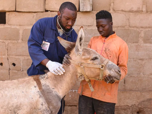 Fidele being treated by a Working Animals International vet