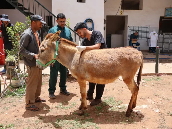 Maysa the donkey's wounds being examined by vets
