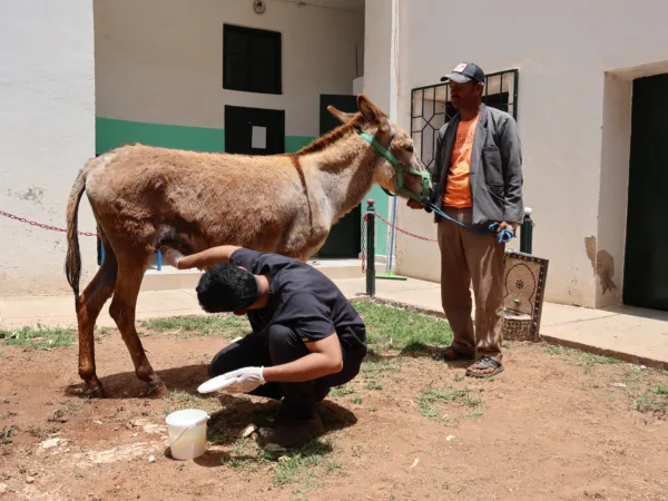 Maysa the donkey's wounds being treated by vets