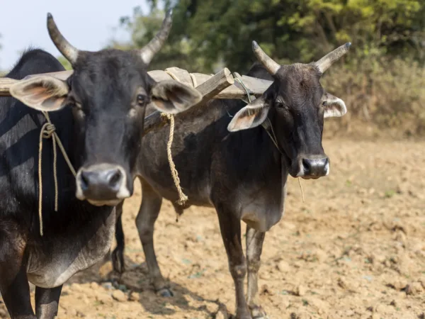 two black oxen stand looking to the camera