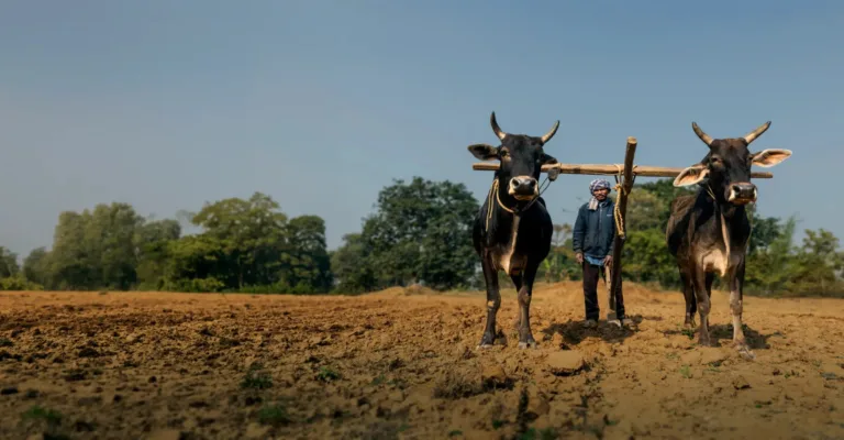 Working Animals International