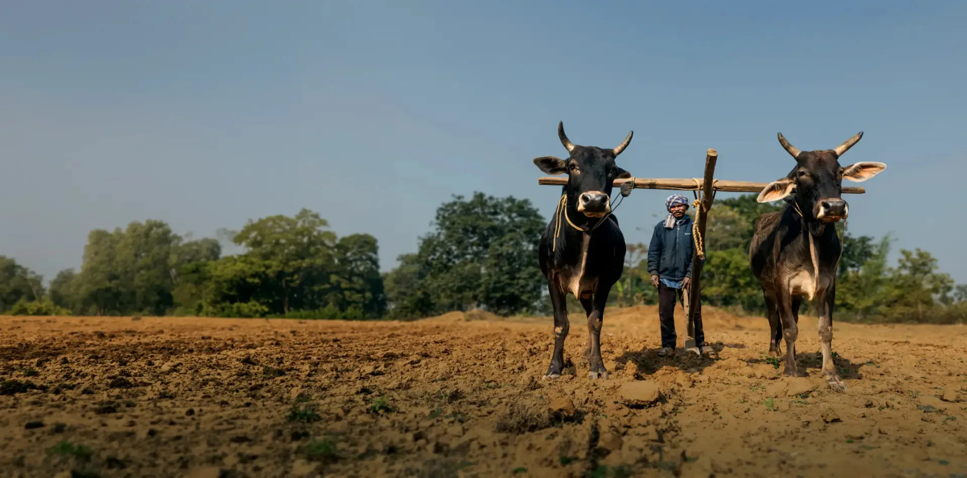 Working Animals International