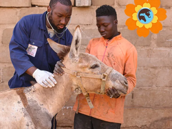 Fidele being treated by a Working Animals International vet