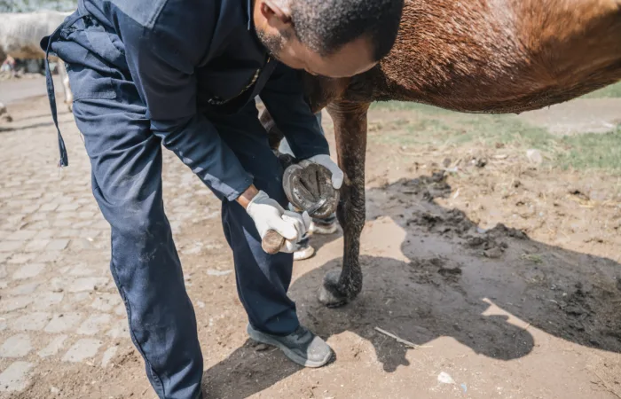 Keyo the carthorse having his hooves trimmed