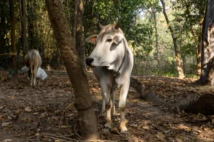 Working oxen in Odisha, India