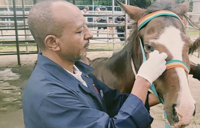 Vet cleaning around horse's eye
