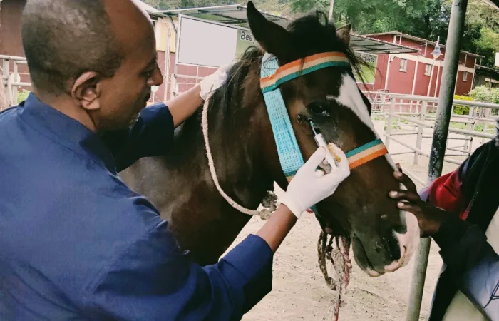 Vet treating horse
