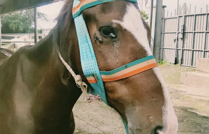 Bula the horse with EZL around eye