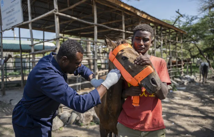 Wako being treated at the clinic