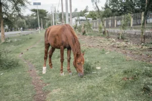 horse abandoned by the side of the road