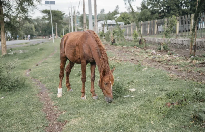 horse abandoned by the side of the road