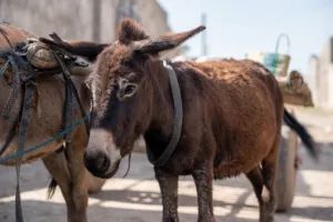 working donkeys