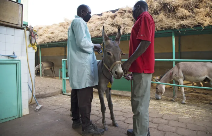 Molla the donkey at the Bamako Centre beinf examined by a vet