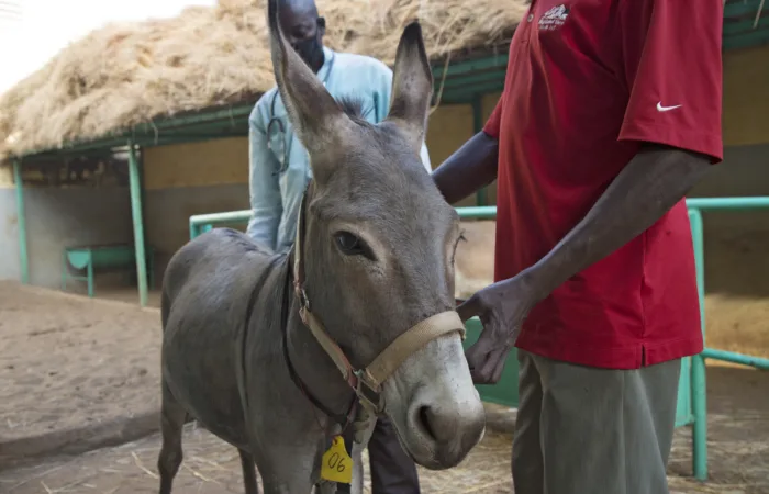 Molla the donkey standing with his owner