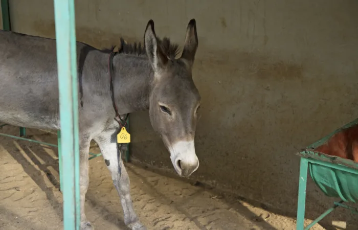 Molla the donkey at the Bamako Centre