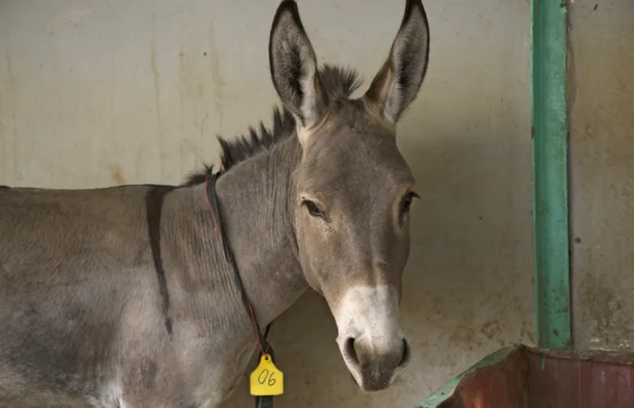 Molla the donkey at the Bamako Centre