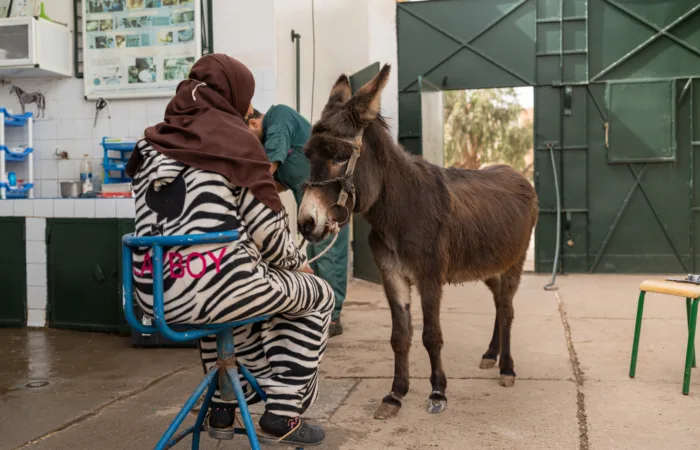 Donkey at Morocco centre